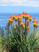 Red Hot Pokers, hummingbirds love them.